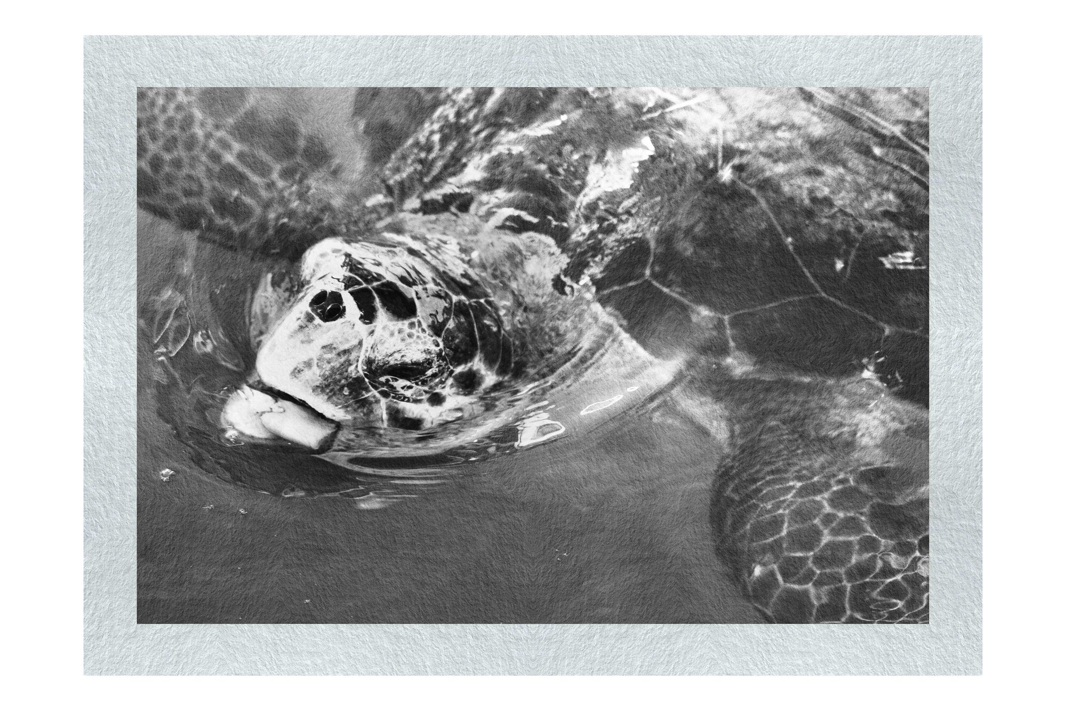 Turtle Of Zante 2 - Monochrome Fine Art Print - Wildlife Category