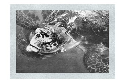Turtle Of Zante 2 - Monochrome Fine Art Print - Wildlife Category