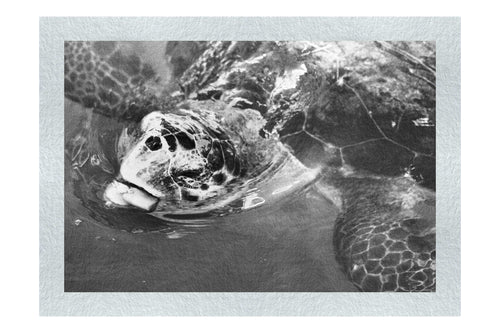 Turtle Of Zante 2 - Monochrome Fine Art Print - Wildlife Category