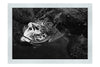 Turtle Of Zante 2 - Monochrome Fine Art Print - Wildlife Category