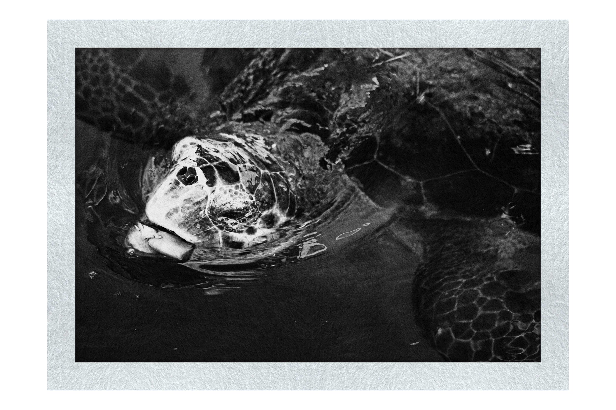 Turtle Of Zante 2 - Monochrome Fine Art Print - Wildlife Category