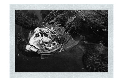 Turtle Of Zante 2 - Monochrome Fine Art Print - Wildlife Category