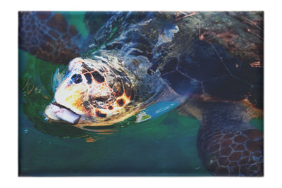 Turtle Of Zante 2 - Canvas Print - Wildlife Category