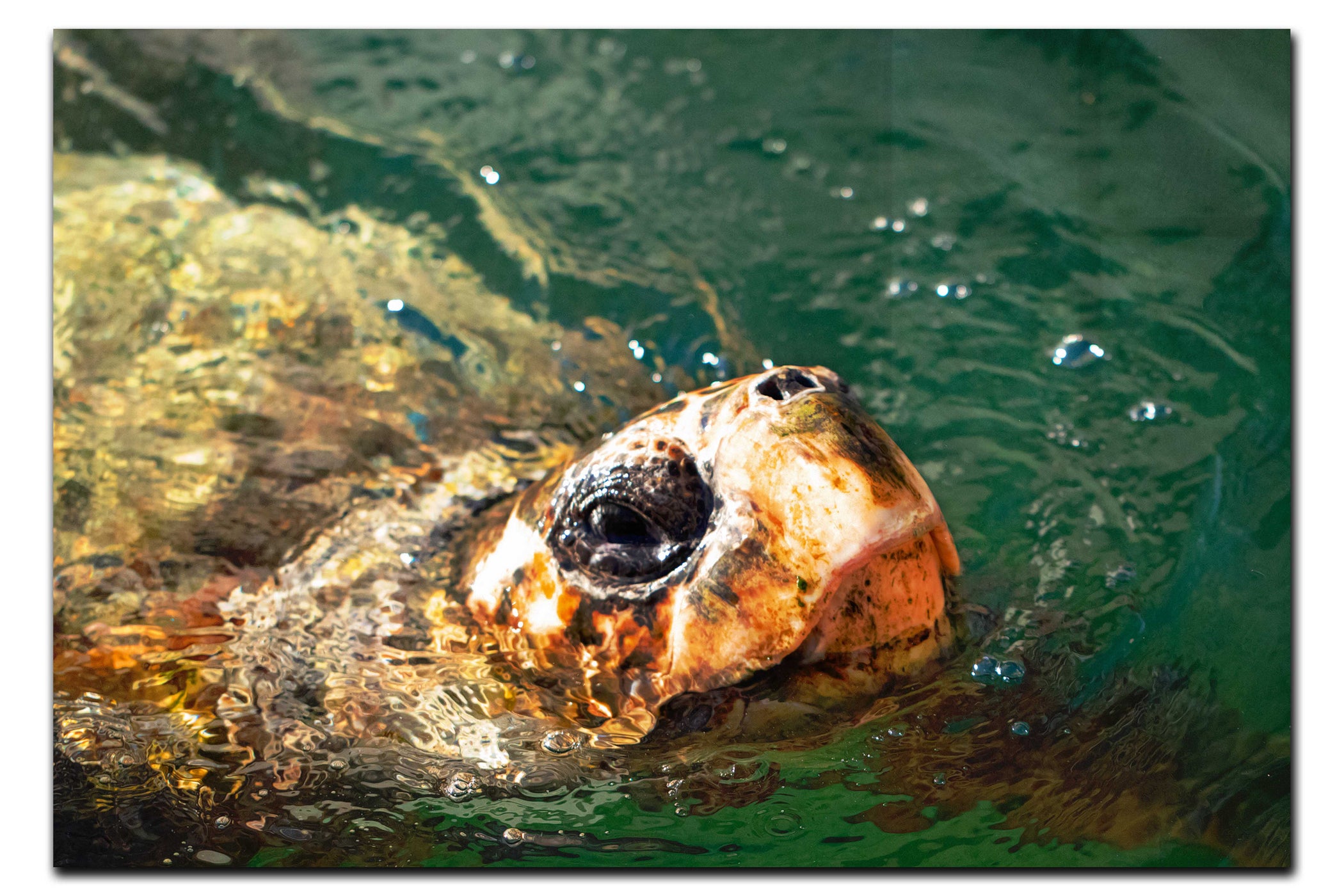 Turtle Of Zante 3 - Acrylic Print - Wildlife Category