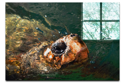 Turtle Of Zante 3 - Acrylic Print - Wildlife Category