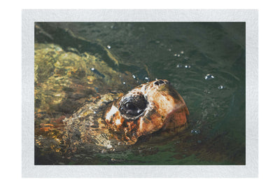 Turtle Of Zante 3 - Fine Art Print - Wildlife Category