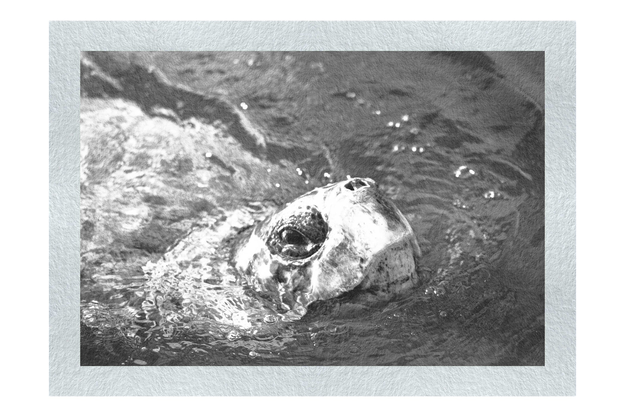 Turtle Of Zante 3 - Monochrome Fine Art Print - Wildlife Category