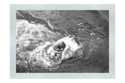 Turtle Of Zante 3 - Monochrome Fine Art Print - Wildlife Category