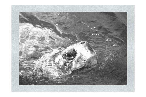 Turtle Of Zante 3 - Monochrome Fine Art Print - Wildlife Category