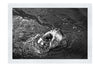 Turtle Of Zante 3 - Monochrome Fine Art Print - Wildlife Category