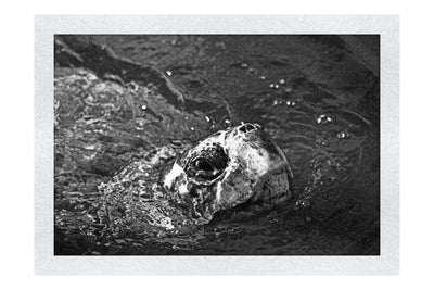 Turtle Of Zante 3 - Monochrome Fine Art Print - Wildlife Category