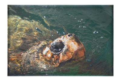 Turtle Of Zante 3 - Canvas Print - Wildlife Category