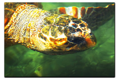 Turtle Of Zante 4 - Acrylic Print - Wildlife Category