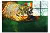 Turtle Of Zante 4 - Acrylic Print - Wildlife Category