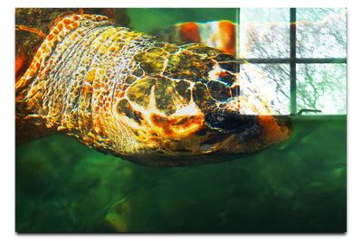 Turtle Of Zante 4 - Acrylic Print - Wildlife Category