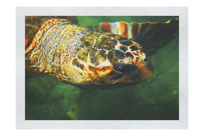 Turtle Of Zante 4 - Fine Art Print - Wildlife Category