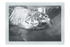 Turtle Of Zante 4 - Monochrome Fine Art Print - Wildlife Category