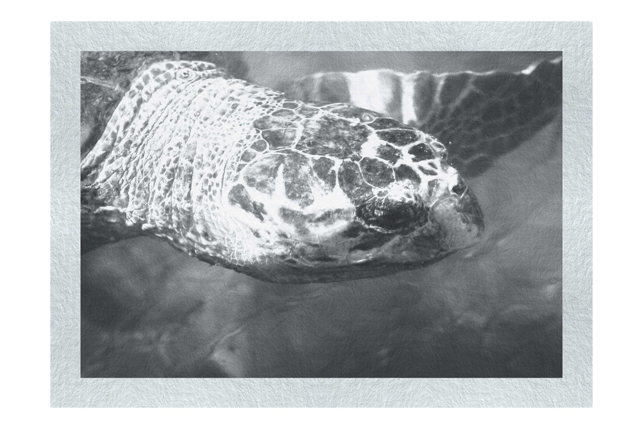 Turtle Of Zante 4 - Monochrome Fine Art Print - Wildlife Category