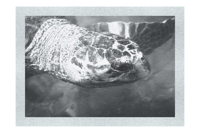 Turtle Of Zante 4 - Monochrome Fine Art Print - Wildlife Category