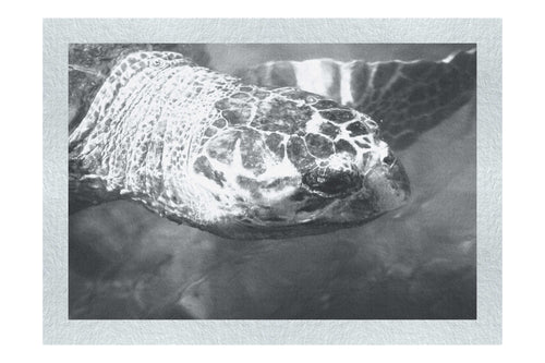 Turtle Of Zante 4 - Monochrome Fine Art Print - Wildlife Category