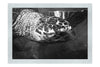 Turtle Of Zante 4 - Monochrome Fine Art Print - Wildlife Category