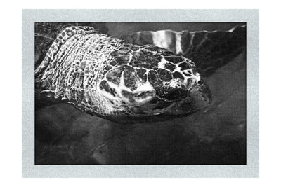 Turtle Of Zante 4 - Monochrome Fine Art Print - Wildlife Category