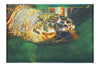 Turtle Of Zante 4 - Canvas Print - Wildlife Category