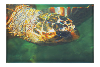 Turtle Of Zante 4 - Canvas Print - Wildlife Category