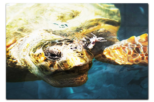 Turtle Of Zante  - Acrylic Print - Wildlife Category