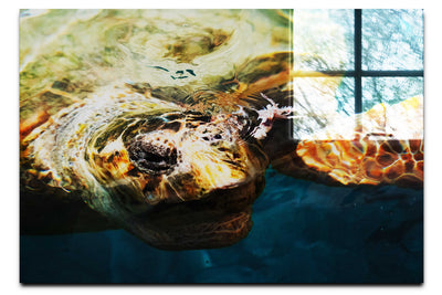 Turtle Of Zante  - Acrylic Print - Wildlife Category