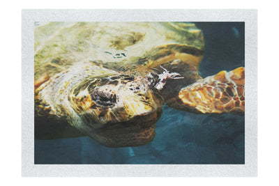 Turtle Of Zante - Fine Art Print - Wildlife Category