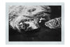 Turtle Of Zante - Monochrome Fine Art Print - Wildlife Category