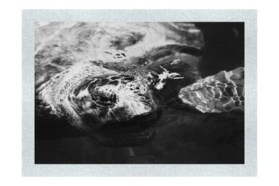 Turtle Of Zante - Monochrome Fine Art Print - Wildlife Category