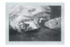 Turtle Of Zante - Monochrome Fine Art Print - Wildlife Category