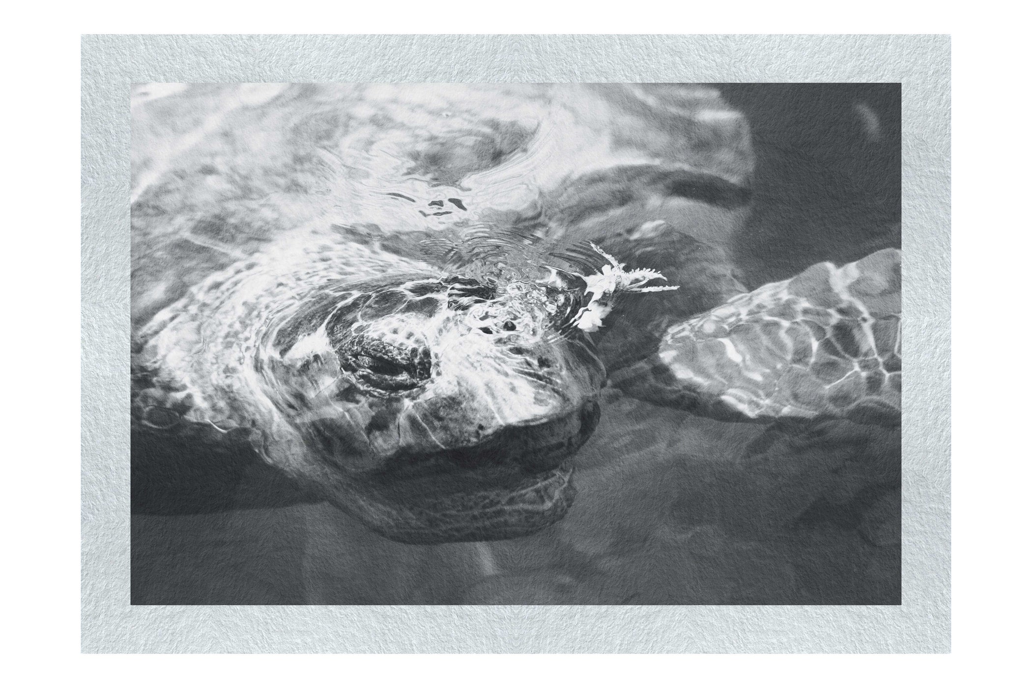 Turtle Of Zante - Monochrome Fine Art Print - Wildlife Category