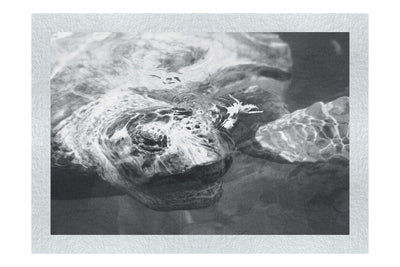 Turtle Of Zante - Monochrome Fine Art Print - Wildlife Category