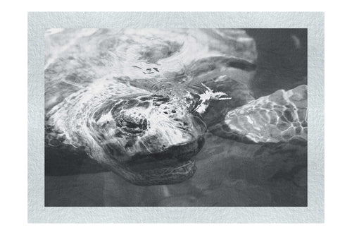 Turtle Of Zante - Monochrome Fine Art Print - Wildlife Category