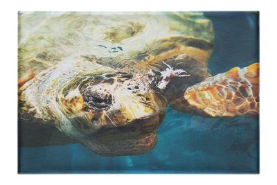 Turtle Of Zante - Canvas Print - Wildlife Category