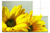 Twin Yellow Flowers - Acrylic Print - Flowers & Plants Category