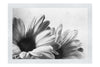 Twin Yellow Flowers - Monochrome Fine Art Print - Flowers & Plants Category