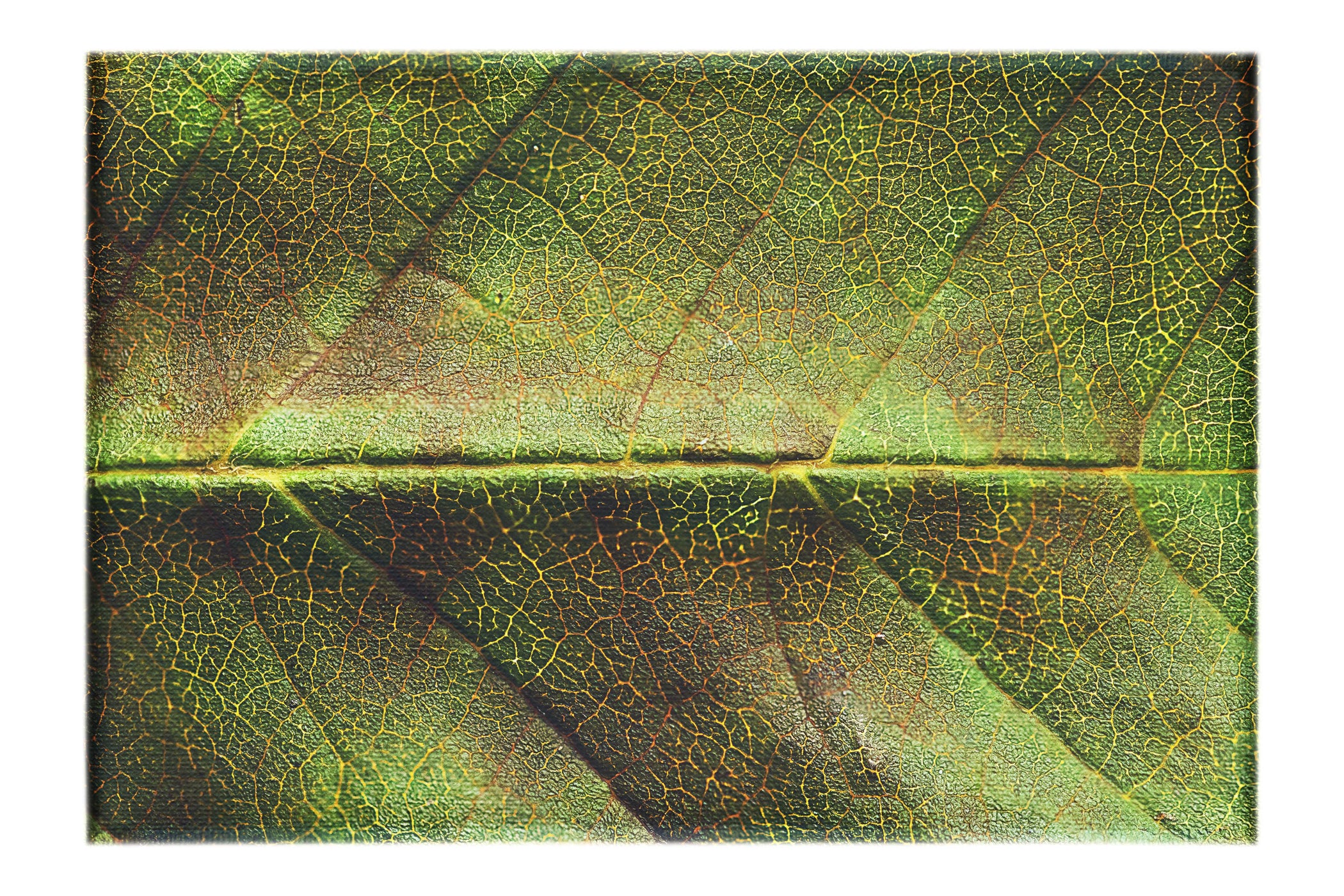 Weathered Leaf - Canvas Print - Flowers & Plants Category