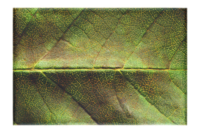 Weathered Leaf - Canvas Print - Flowers & Plants Category