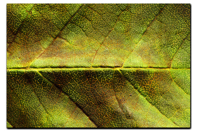 Weathered Leaf - Acrylic Print - Flowers & Plants Category