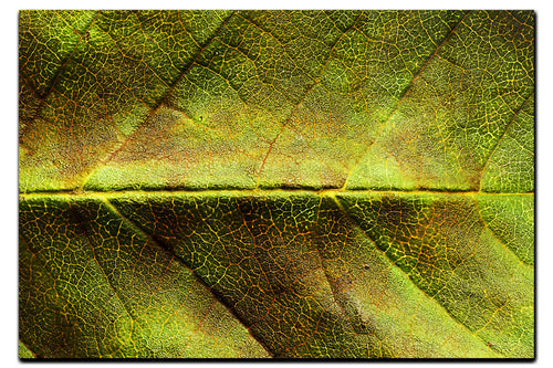 Weathered Leaf - Acrylic Print - Flowers & Plants Category