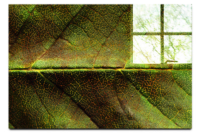 Weathered Leaf - Acrylic Print - Flowers & Plants Category