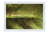 Weathered Leaf - Fine Art Print - Flowers & Plants Category