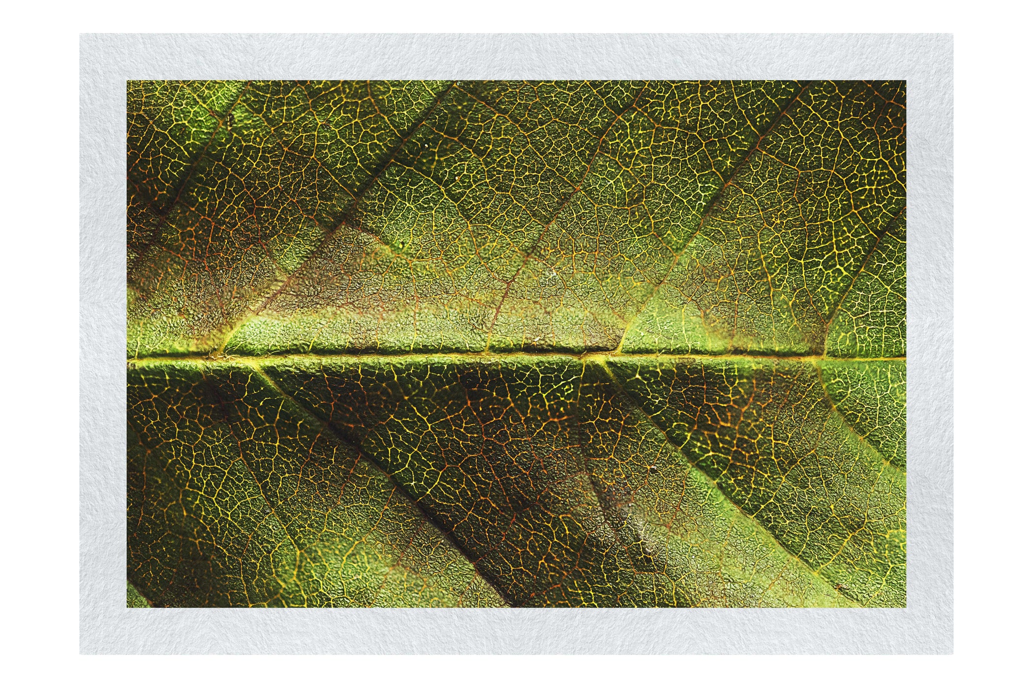 Weathered Leaf - Fine Art Print - Flowers & Plants Category