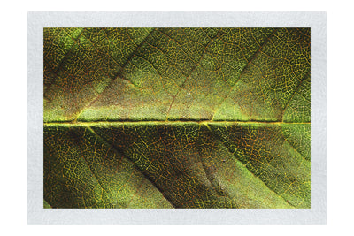 Weathered Leaf - Fine Art Print - Flowers & Plants Category