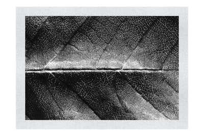 Weathered Leaf - Monochrome Fine Art Print - Flowers & Plants Category