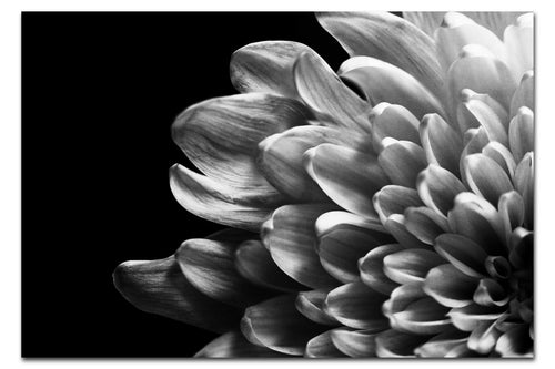 White Petal Plant - Acrylic Print - Flowers & Plants Category